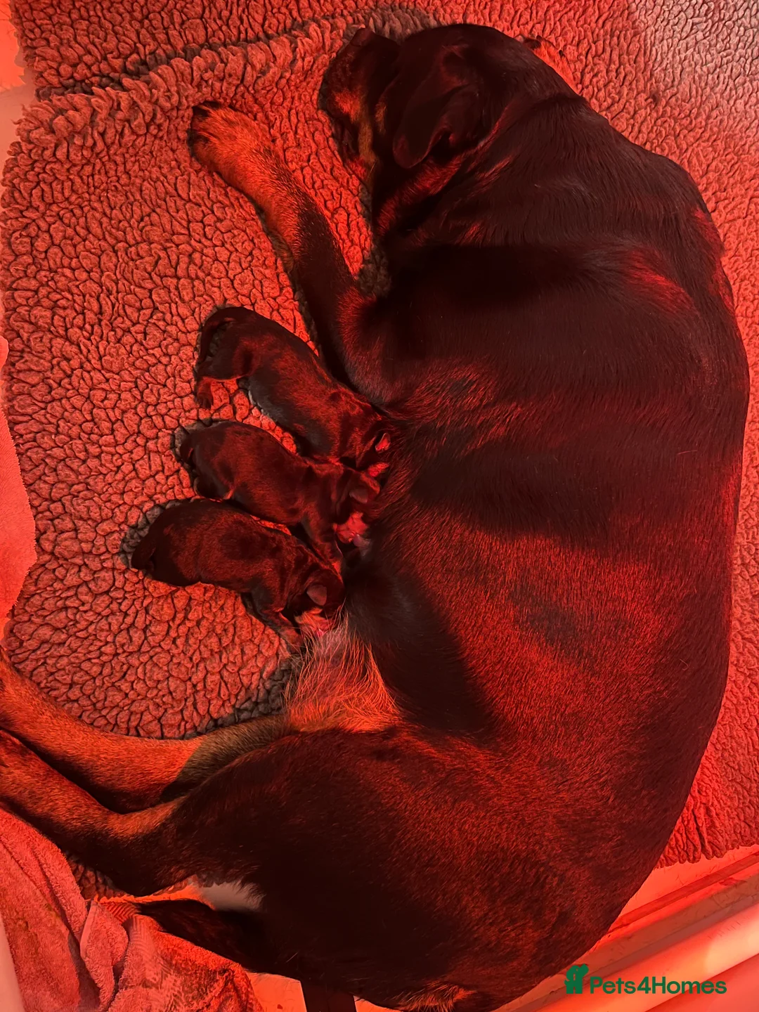 Rottweiler dogs for sale: £1200 Rottwieler pups kcreg.1 girl left. Ready now - Advert 7