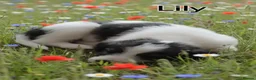 Lurcher dogs for sale: Beautiful Lurcher pups - Advert 19