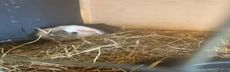 Guinea Pig rodents for sale: Baby guinea pigs  - Advert 6