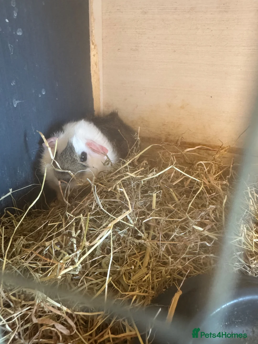 Guinea Pig rodents for sale: Baby guinea pigs  - Advert 6