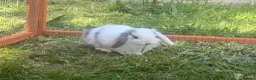 Mini Lop rabbits for sale: Mini lop bunnies  in Plymouth - Advert 5