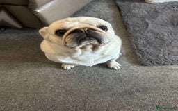 Pug dogs for sale: Male pug 4 years old  - Image 3
