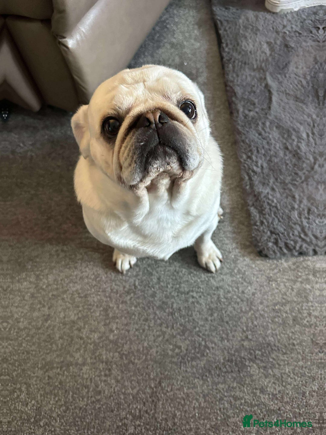 Pug dogs for sale: Male pug 4 years old  - Image 3