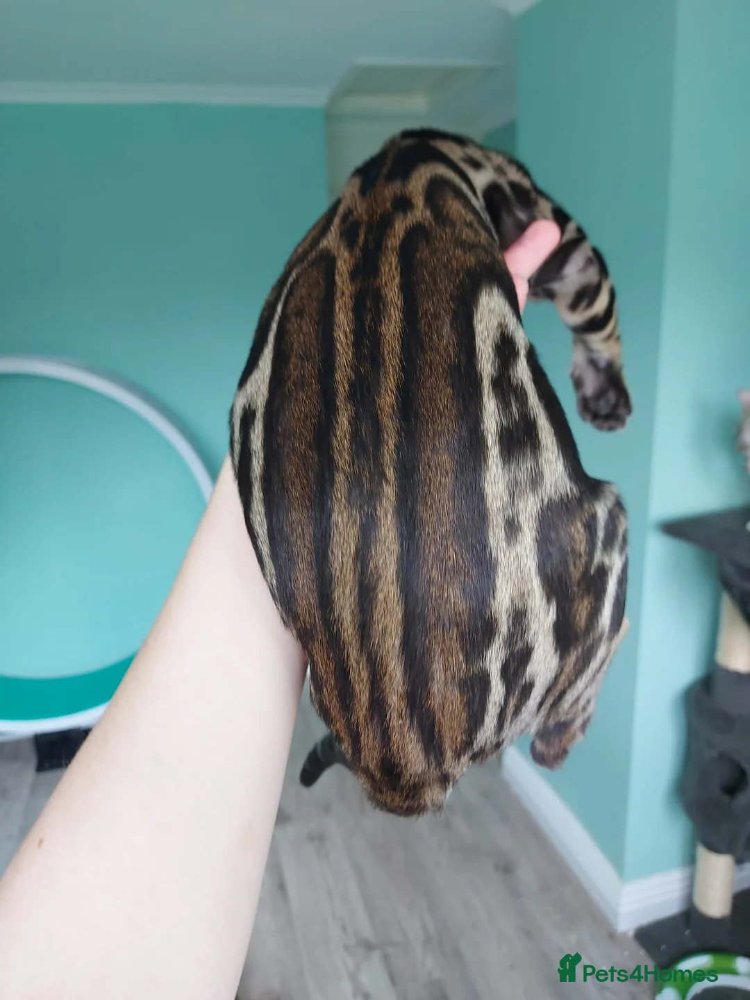 Bengal cats for stud: GANDALF Snow Mink Blue Carrier Russia Lines in Gateshead - Advert 10