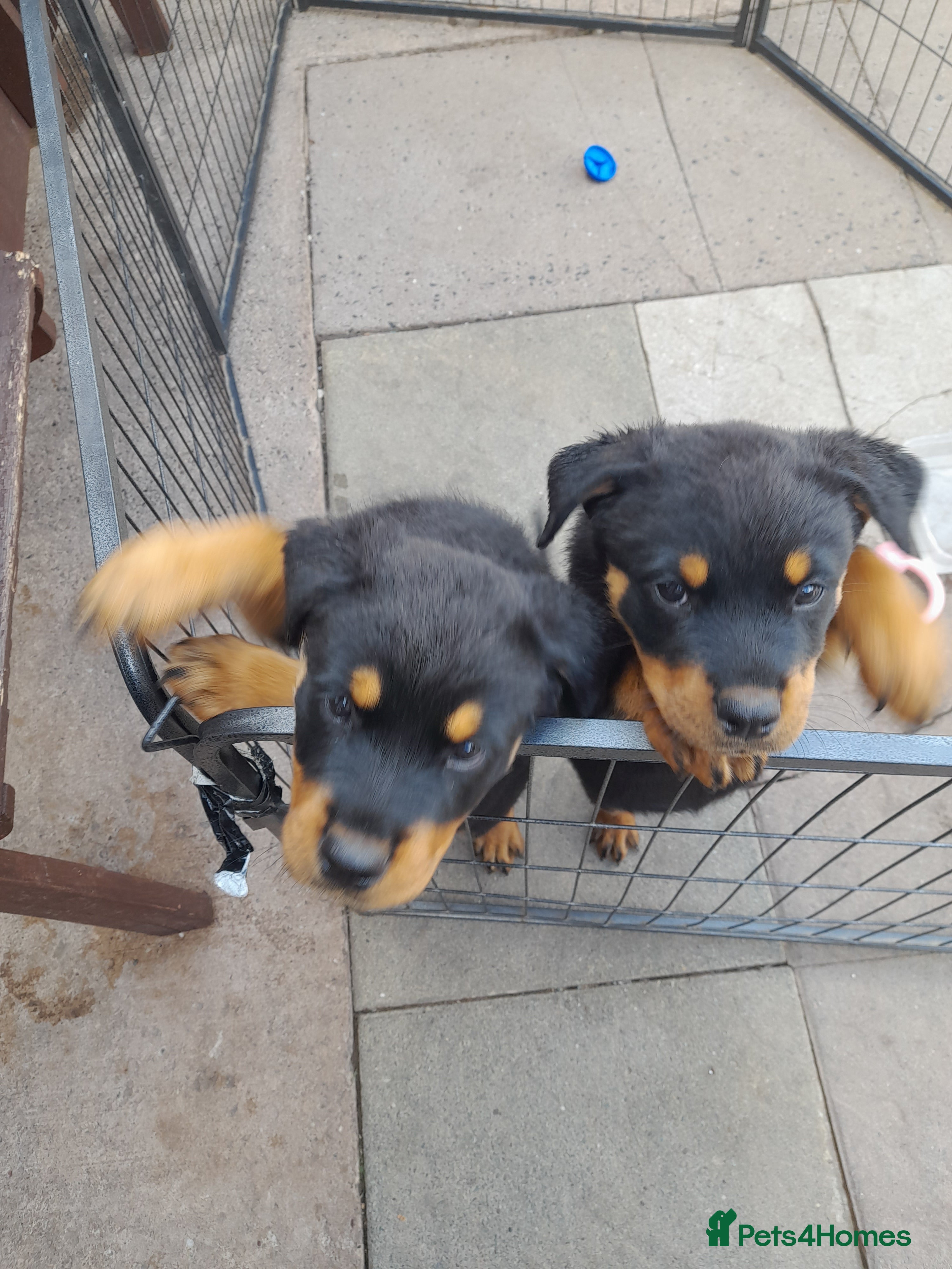 Rottweiler dogs Puppys  - Advert 1