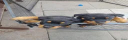Rottweiler dogs for sale: Puppys  - Advert 1