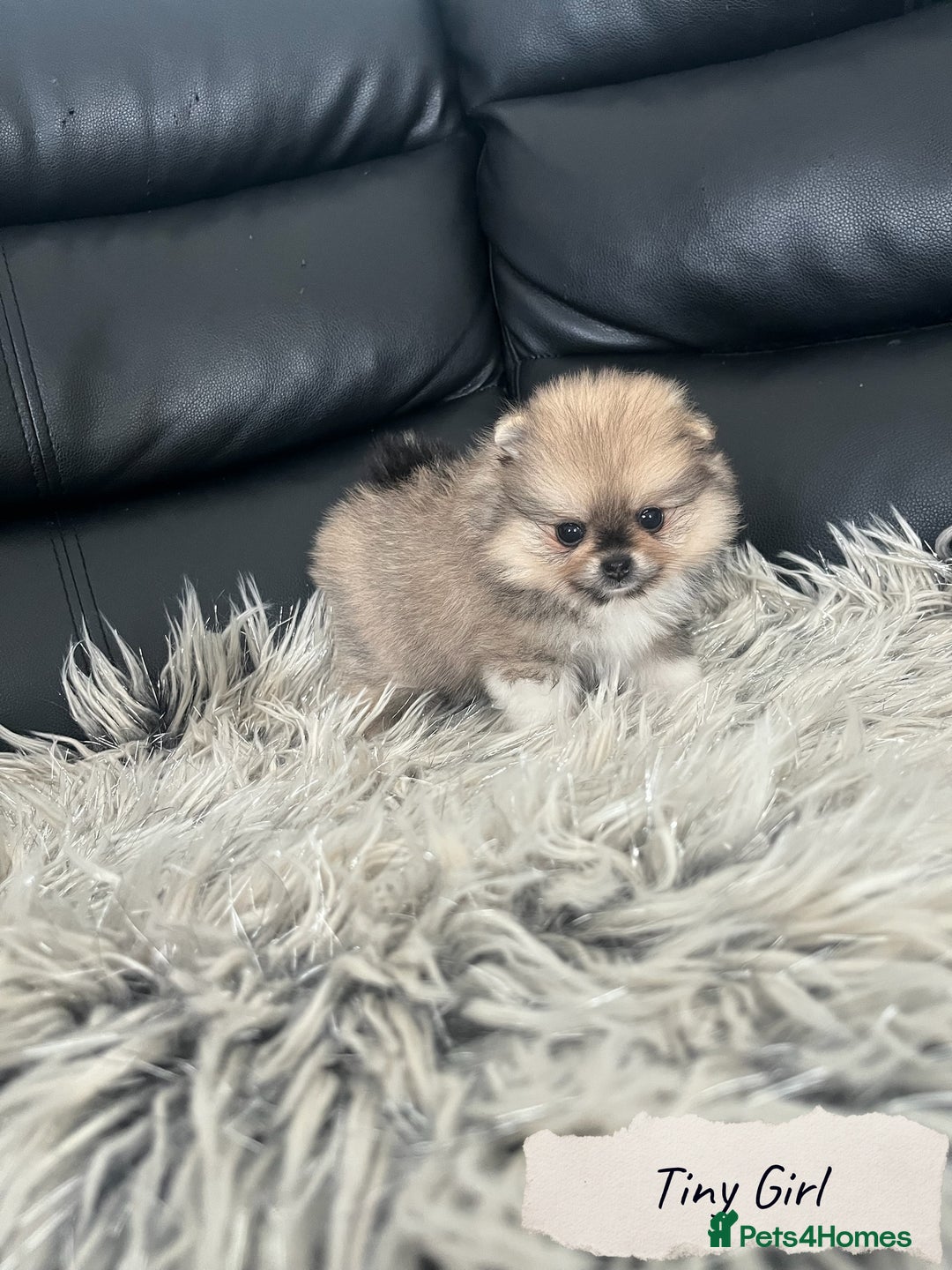 Pomeranian dogs for sale: 🐻Stunning 🤩 Champion Line🏅Teddy Face 🧸 - Image 6