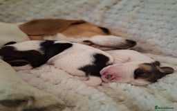 Beagle dogs for sale: KC Registered beagle puppies - Image 7