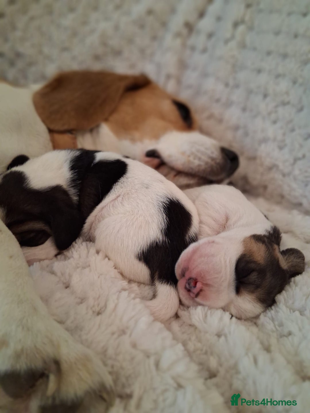 Beagle dogs for sale: KC Registered beagle puppies - Image 7