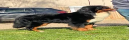 Bernese Mountain Dog dogs for stud: Outstanding kc reg Bernese mountain dog stud - Advert 7