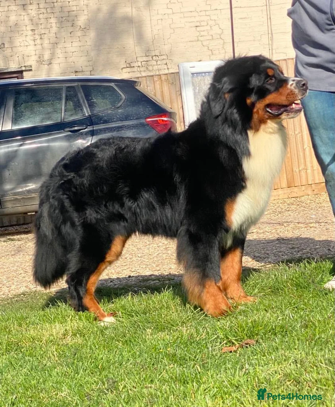Bernese Mountain Dog dogs for stud: Outstanding kc reg Bernese mountain dog stud - Advert 7