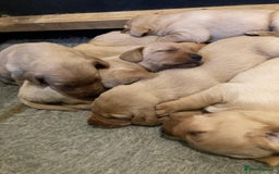 Labrador Retriever dogs for sale: Fox red Labrador puppies  - Advert 6