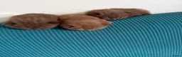 British Shorthair cats for sale: British shorthair cinnamon brown Kittens  - Advert 15