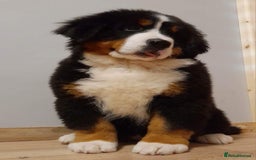 Bernese Mountain Dog dogs for stud: Proven health tested BMD handsome boy for stud. in Northampton - Image 13