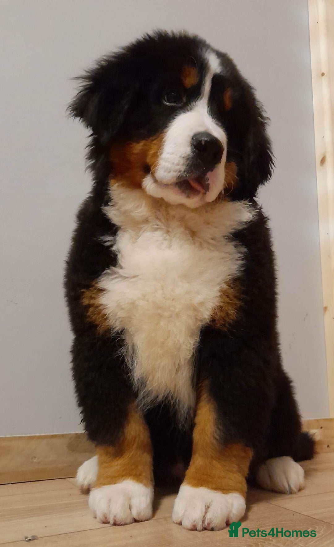 Bernese Mountain Dog dogs for stud: Proven health tested BMD handsome boy for stud. in Northampton - Image 13