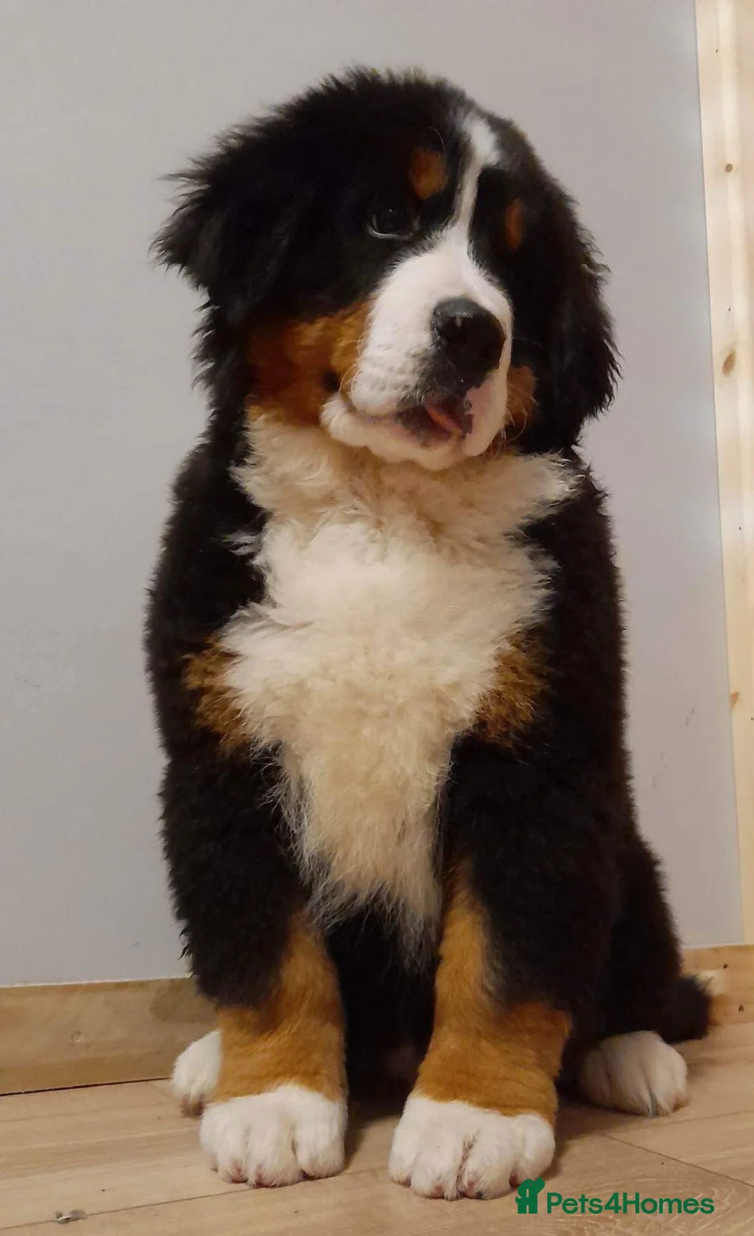Bernese Mountain Dog dogs for stud: Proven health tested BMD handsome boy for stud. in Northampton - Advert 12