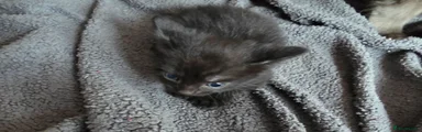 Mixed Breed 4