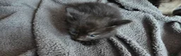 Mixed Breed cats for sale: Cute kittens are looking for a loving home  - Advert 8
