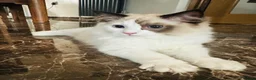 Ragdoll cats for sale:  Tica registered full pedigree ragdolls - Advert 8