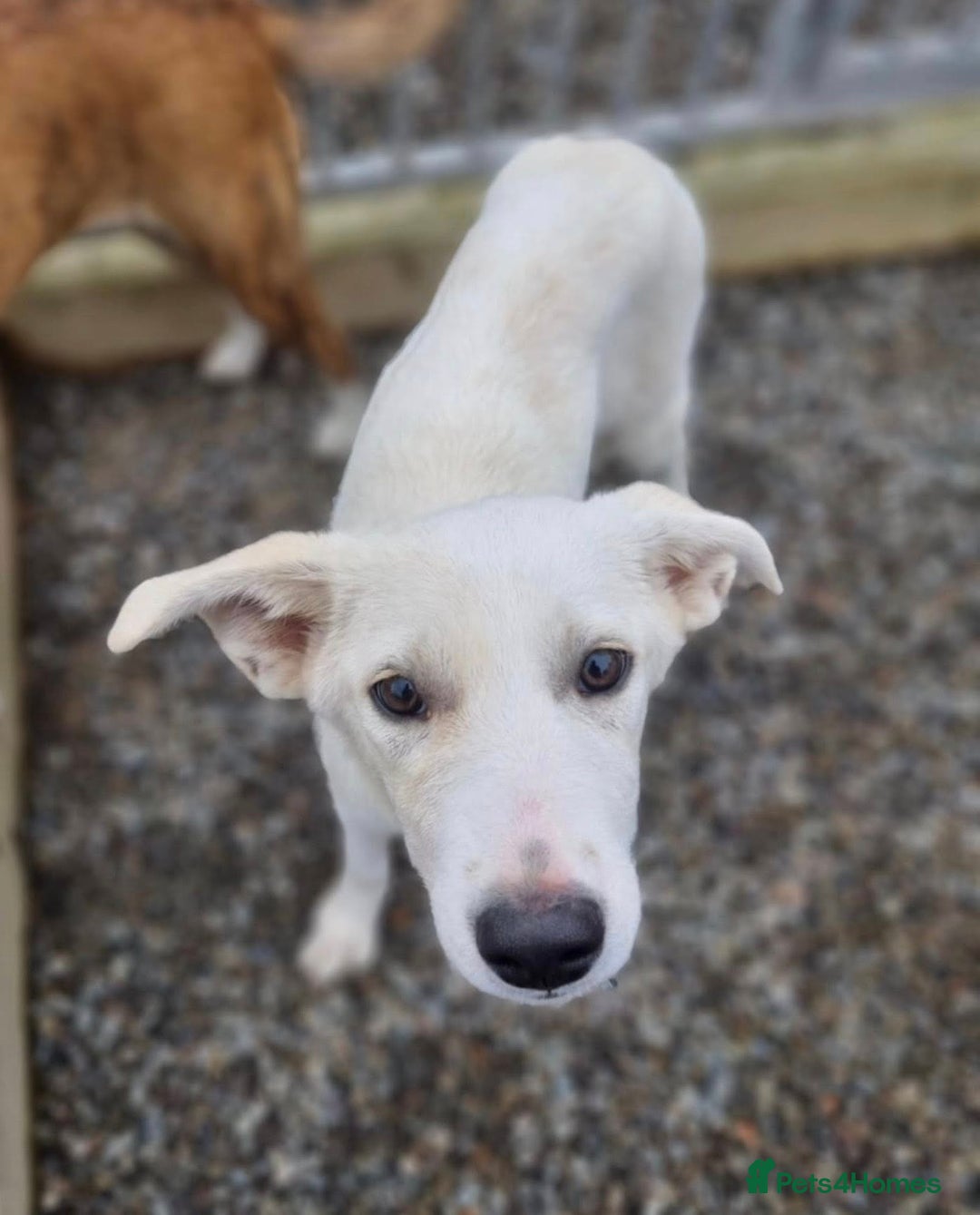 Mixed Breed dogs for adoption: Blossom in Ayr Looking for a home  - Image 4