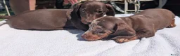 Miniature Dachshund dogs for sale: 🐾 Beautiful Miniature Dachshund Puppies 🐾 - Advert 3