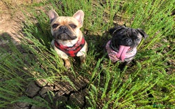 Frug dogs for sale: Loveable Frug looking for a forever sofa!  - Image 5