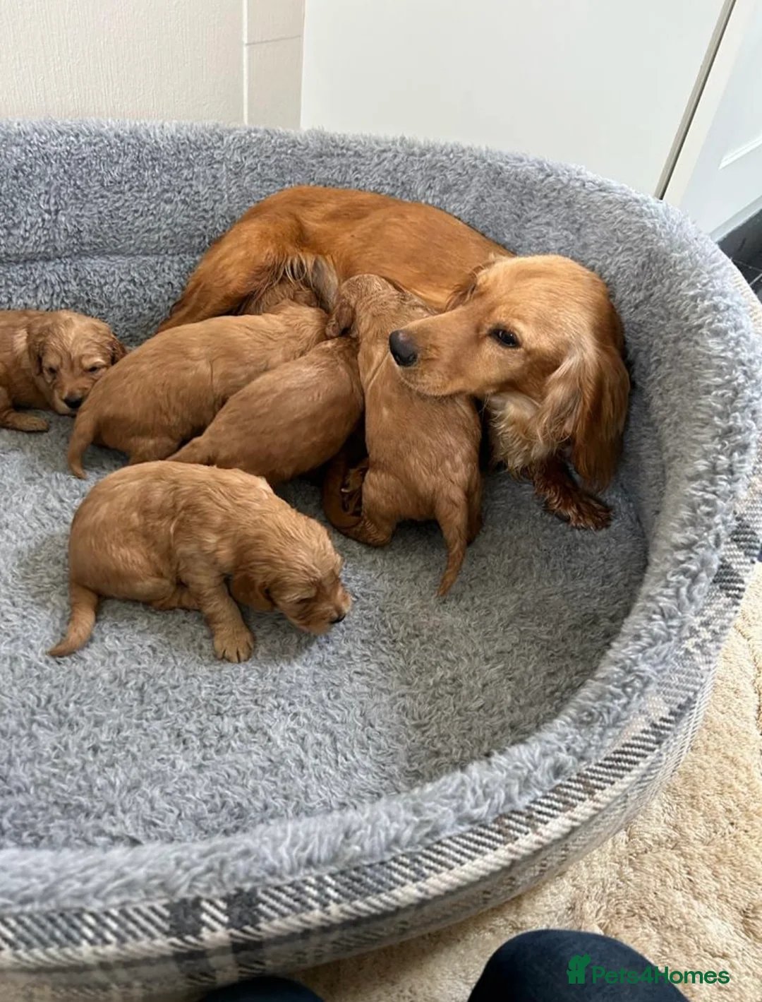Cockapoo dogs for sale: Beautiful F1 Cockerpoo’s - Advert 4