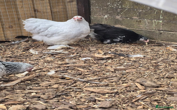 Chickens poultry for sale - Advert 5