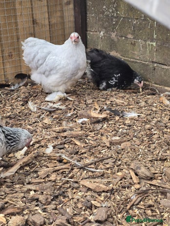 Chickens poultry - Advert 17