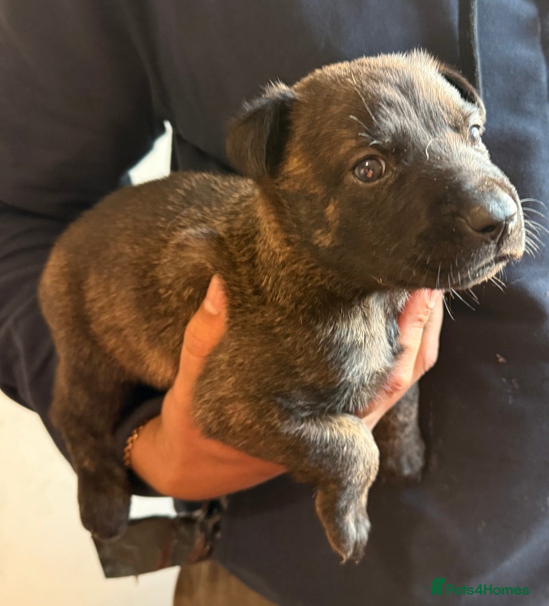 Belgian Shepherd Dog dogs for sale: Belgian Malinois Dutch shepherd pups 5 wks old - Advert 4