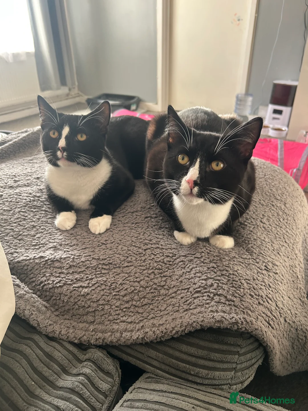 Mixed Breed cats for sale: 2 precious boy kittens  - Advert 1