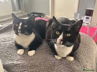 Mixed Breed cats 2 precious boy kittens - Advert 1