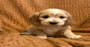 Cockapoo dogs BEAUTIFUL HEALTH CLEAR F1 COCKAPOOS - Advert 11