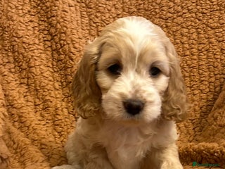 Cockapoo dogs BEAUTIFUL HEALTH CLEAR F1 COCKAPOOS - Advert 3