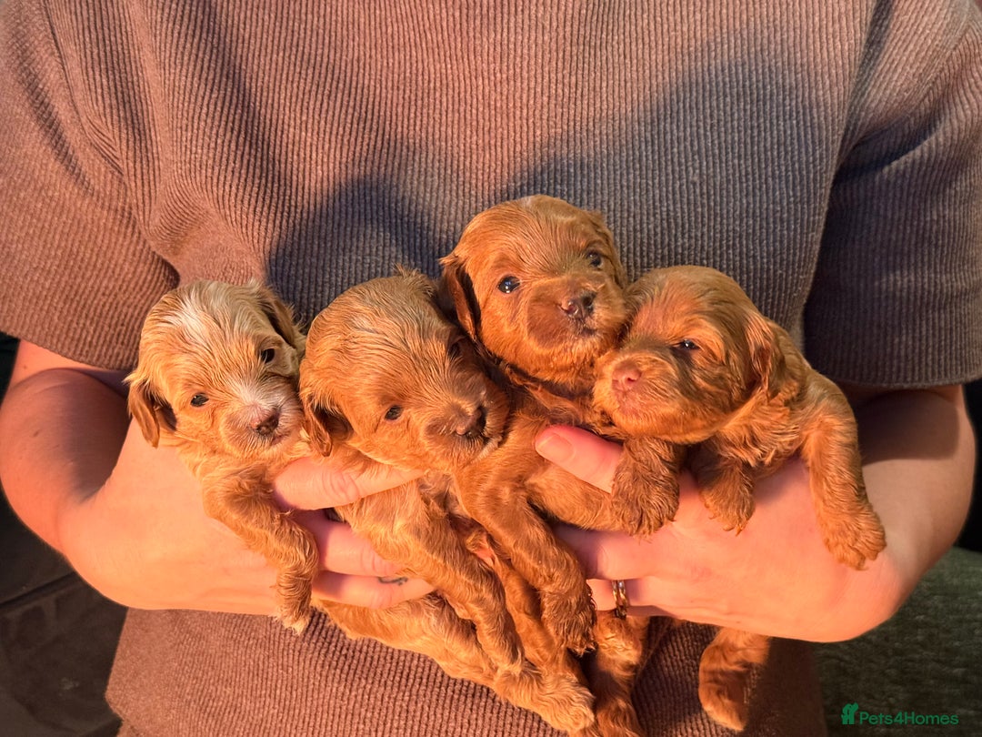 Maltipoo dogs for sale: Rare Red F1B Maltipoo Puppies - Advert 10