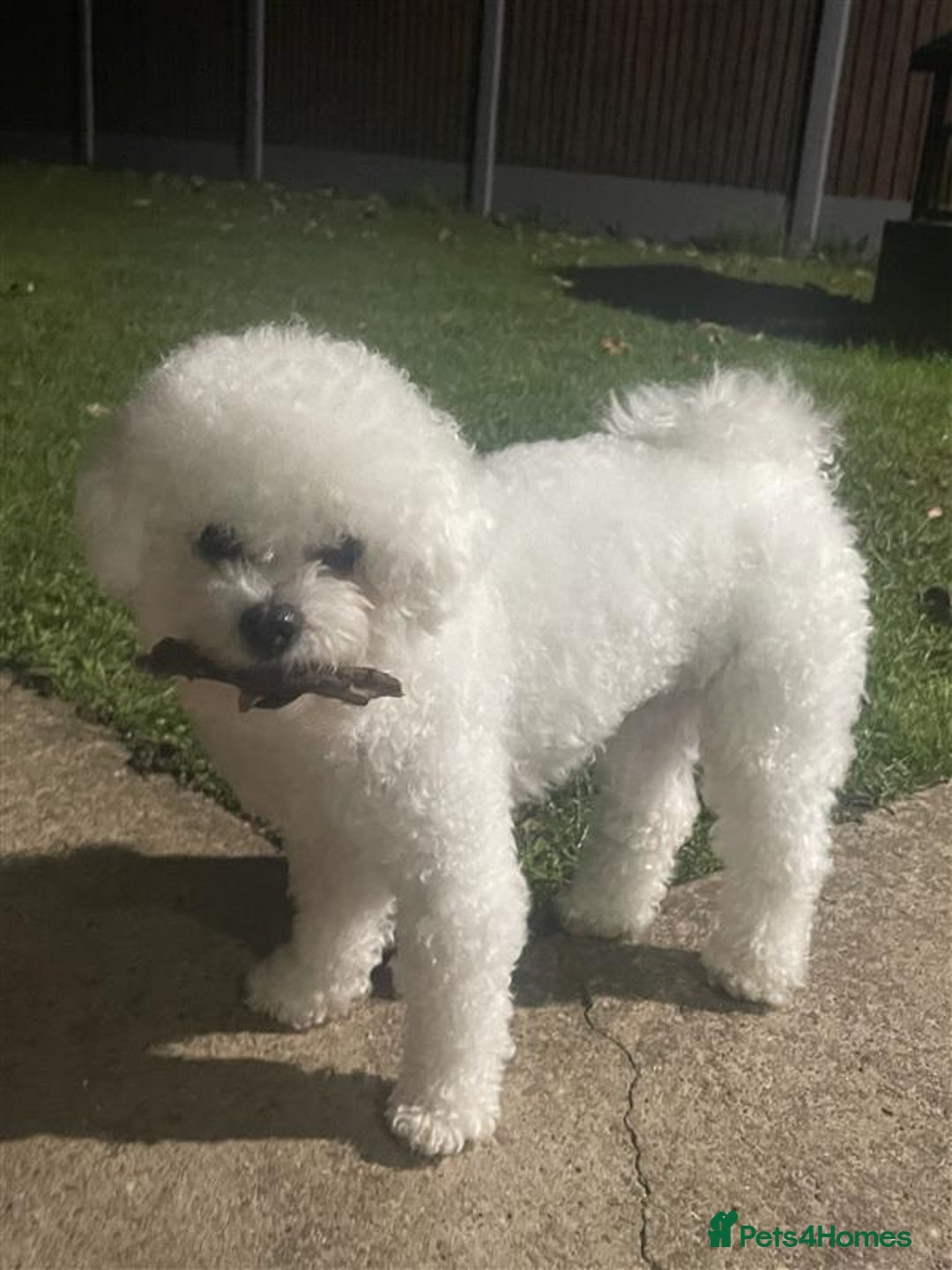 Bichon Frise dogs for sale: Bichon Frise - Image 8