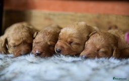 Labrador Retriever dogs for sale: Deep Red Top Quality Labrador Puppies - Image 7