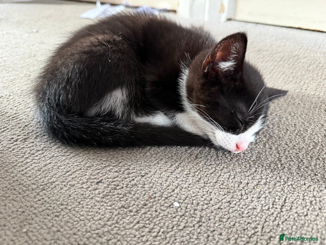 Domestic Shorthair cats for sale: Two kittens ready to leave for their forever home  - Image 6