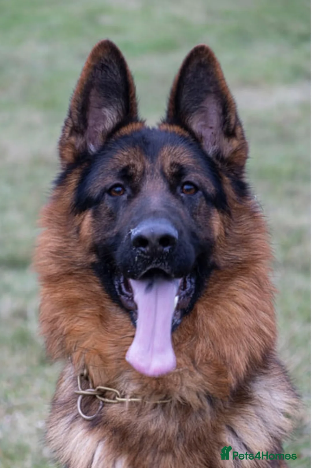 German Shepherd dogs for sale: Long haired German shepherd puppies  in Sunderland - Advert 13