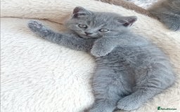 British Shorthair cats for sale: Beautiful British short-hair kittens  - Image 11
