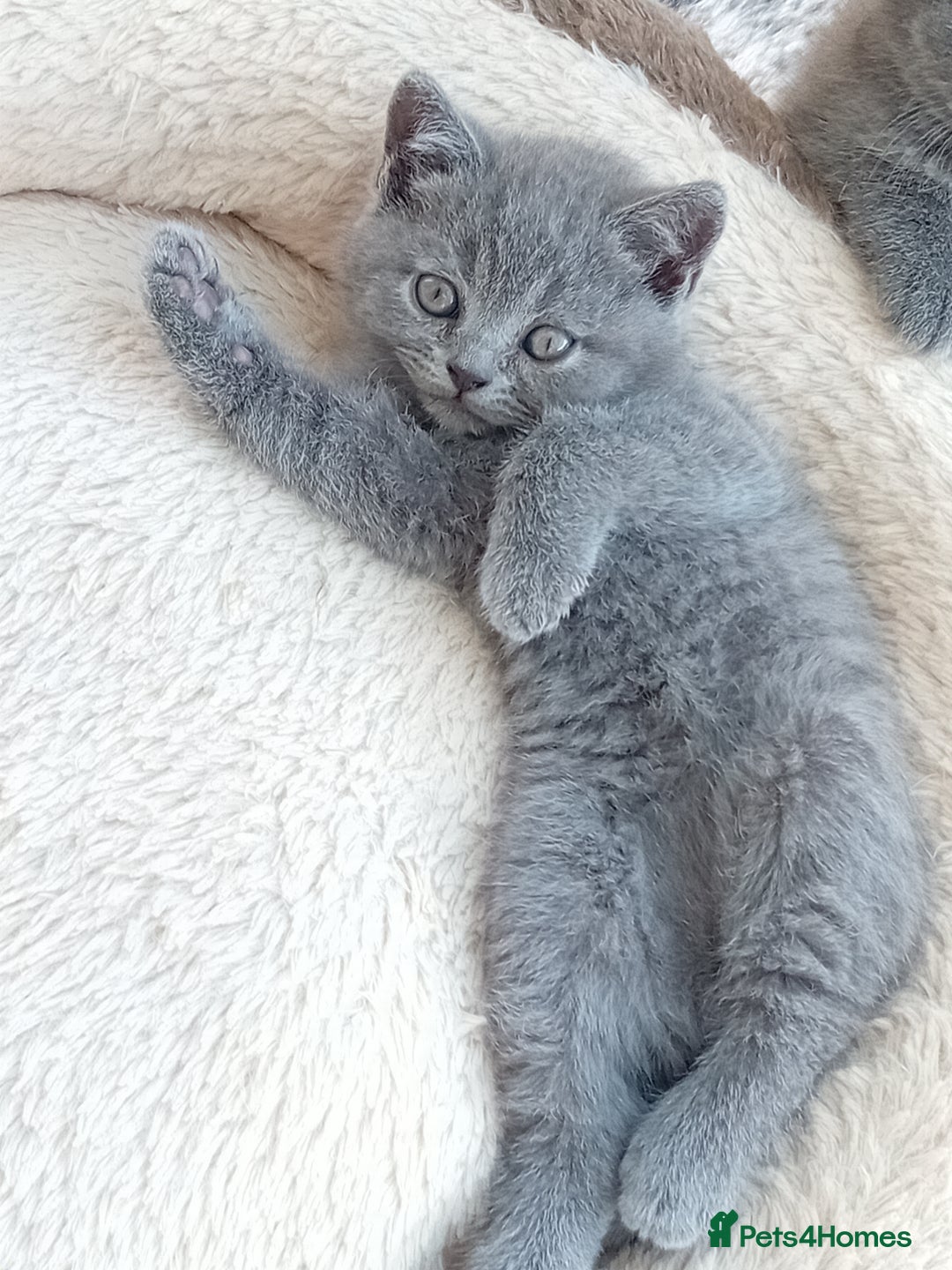 British Shorthair cats for sale: Beautiful British short-hair kittens  - Image 11