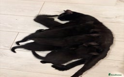 Mixed Breed cats for sale: 6 black kittens - Image 2
