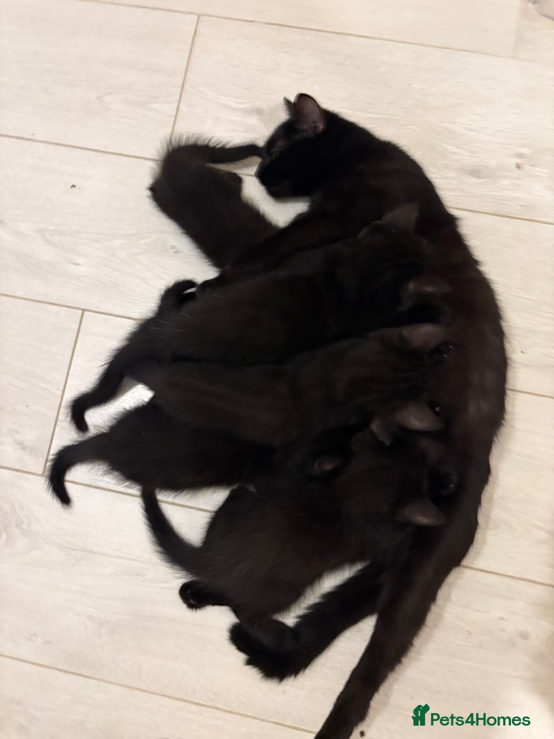 Mixed Breed cats for sale: 6 black kittens - Image 2