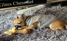 Chihuahua dogs for stud: Chihuahua Stud - Image 4
