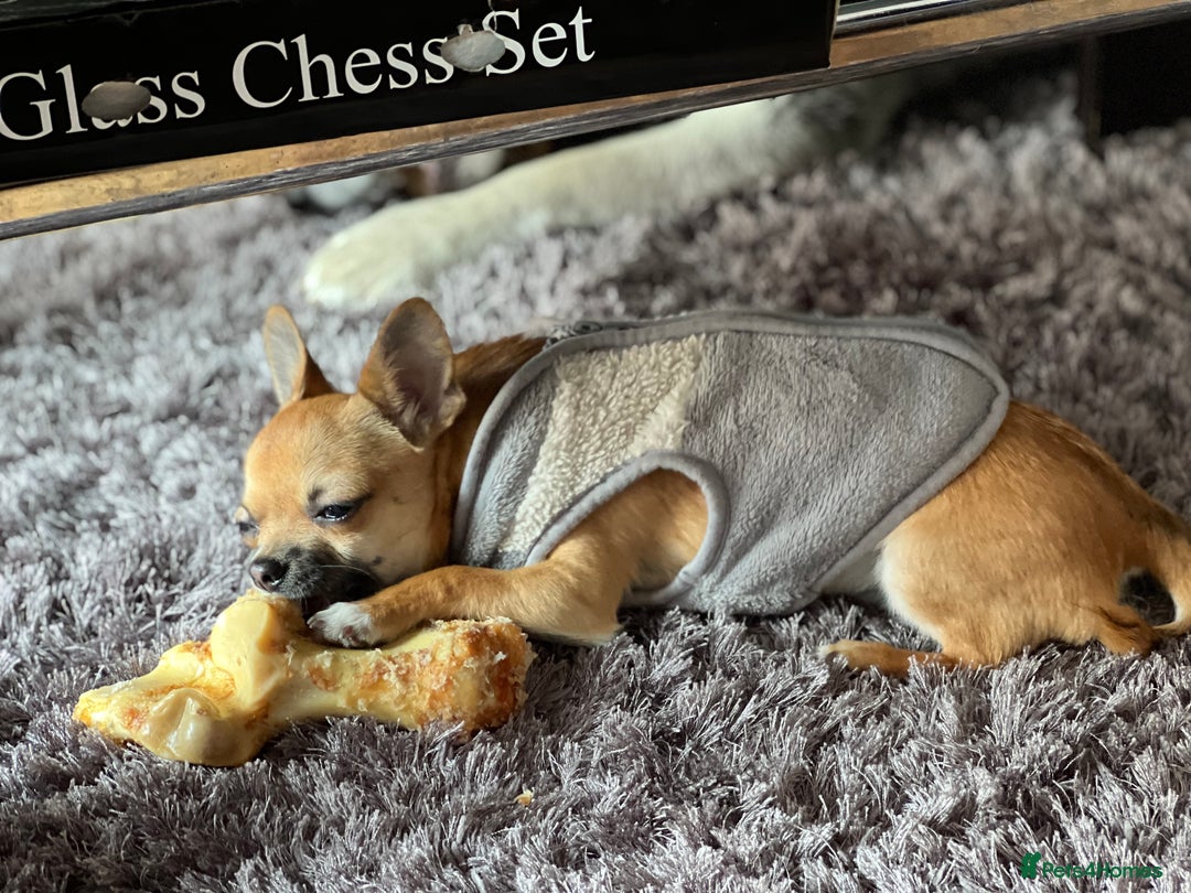 Chihuahua dogs for stud: Chihuahua Stud - Image 4