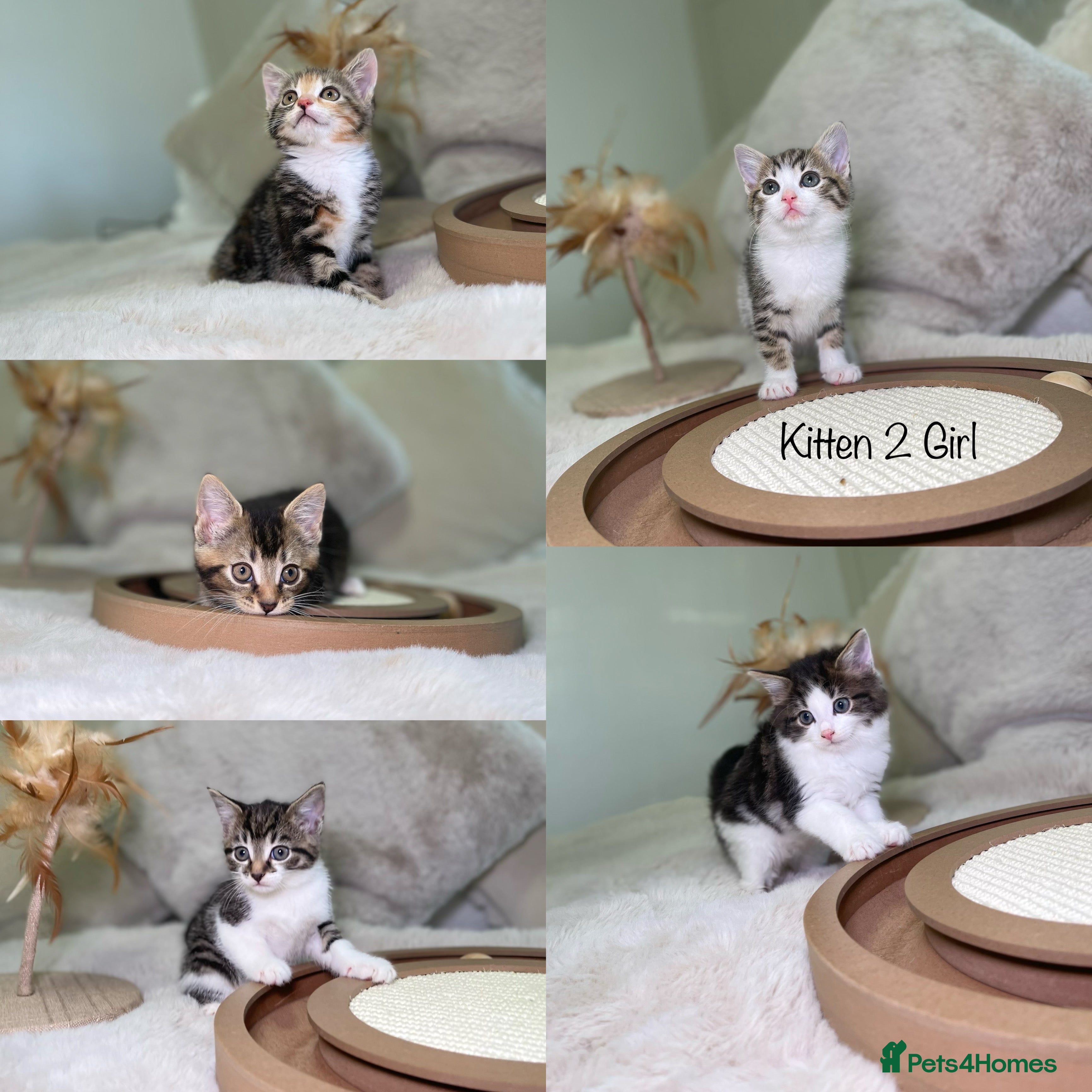 Mixed Breed cats Beautiful kittens 8 weeks old ready now  - Advert 4