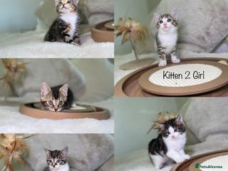 Mixed Breed cats Beautiful kittens 8 weeks old ready now - Advert 18