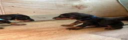 Dobermann dogs for sale: KC registered Doberman puppies  in Doncaster - Advert 9
