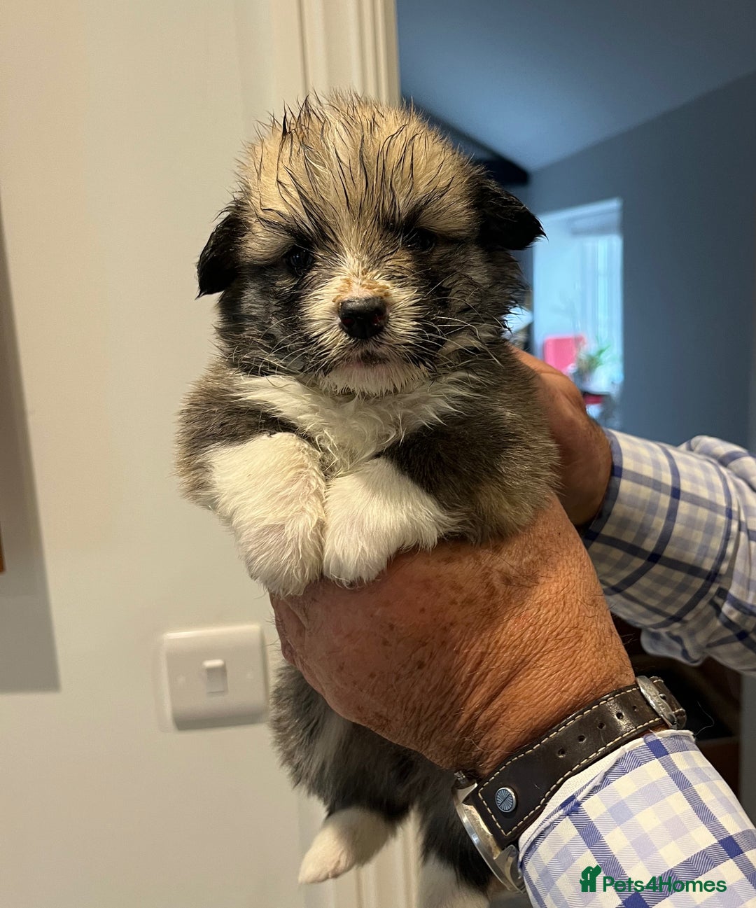 Welsh Corgi Pembroke dogs for sale: Lovely Corgis - Image 3