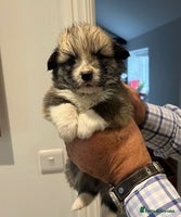 Welsh Corgi Pembroke dogs - Advert 1